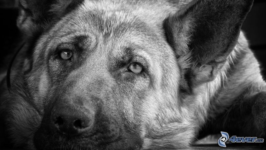 alsatian, face, black and white