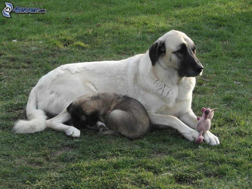 Anatolian Shepherd, puppy