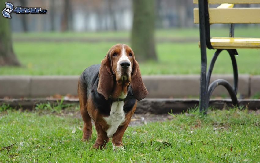 basset, bench in the park