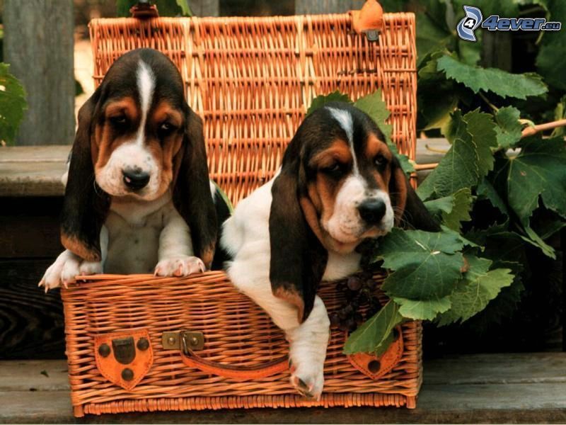 basset, puppies, dogs in basket