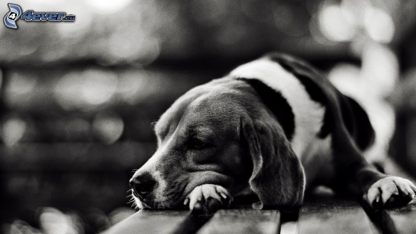 beagle, bench, black and white