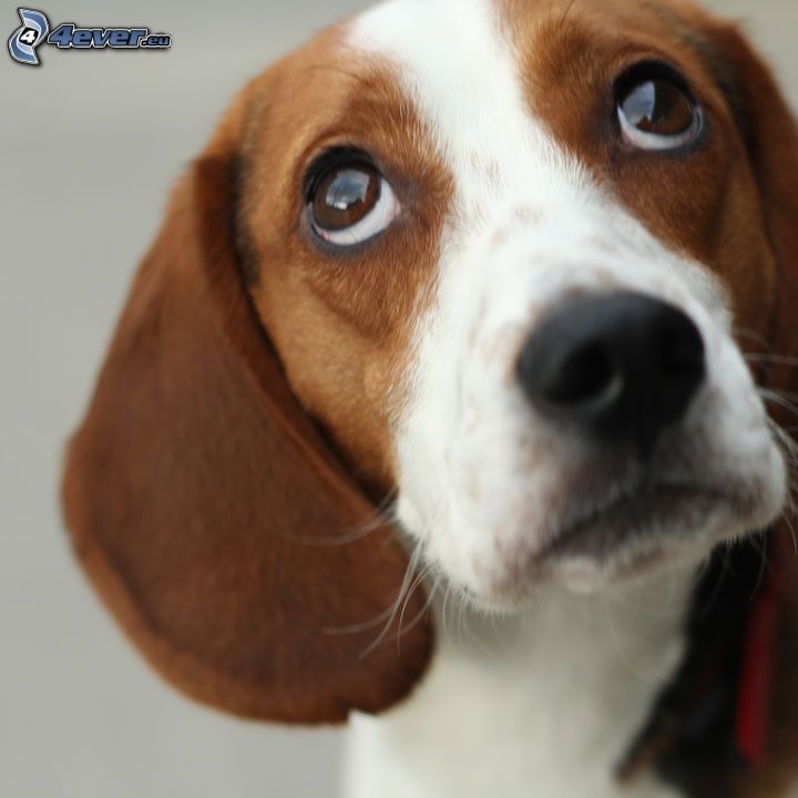 beagle, dog look