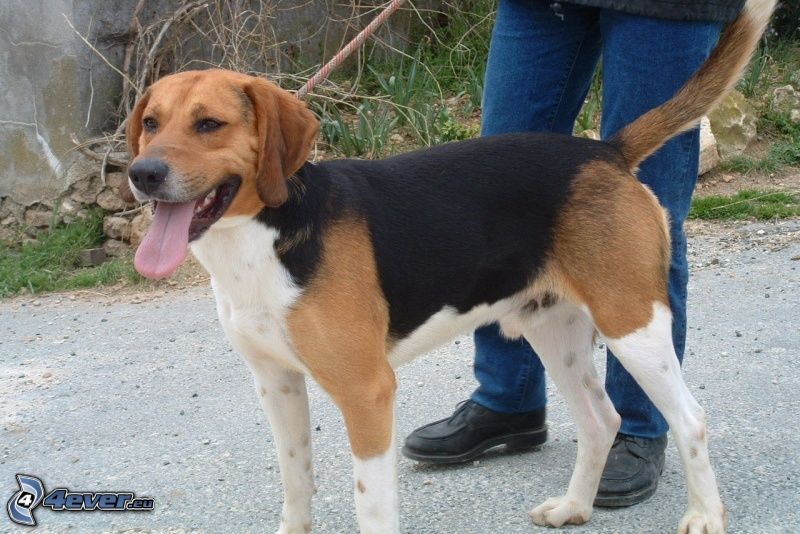 beagle, walking