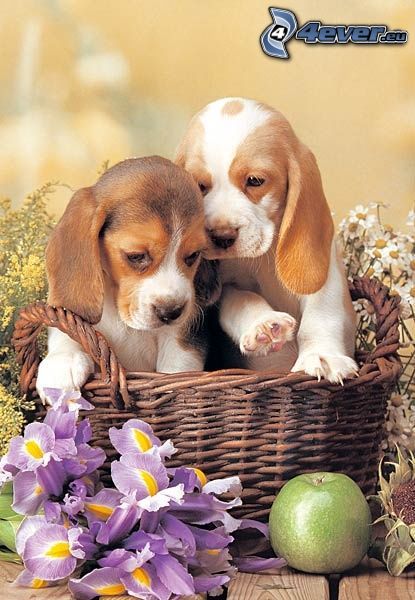 beagle puppies, dogs in basket, still life, flowers, apple