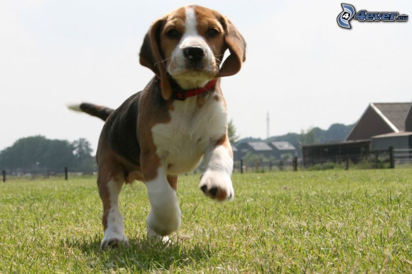 beagle puppy, running, cottages