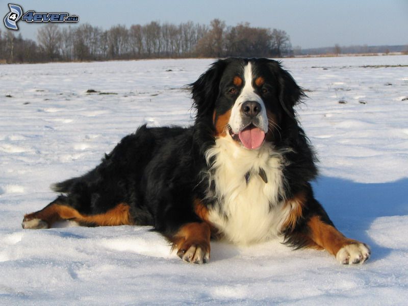 Bernese Mountain Dog, dog on the snow