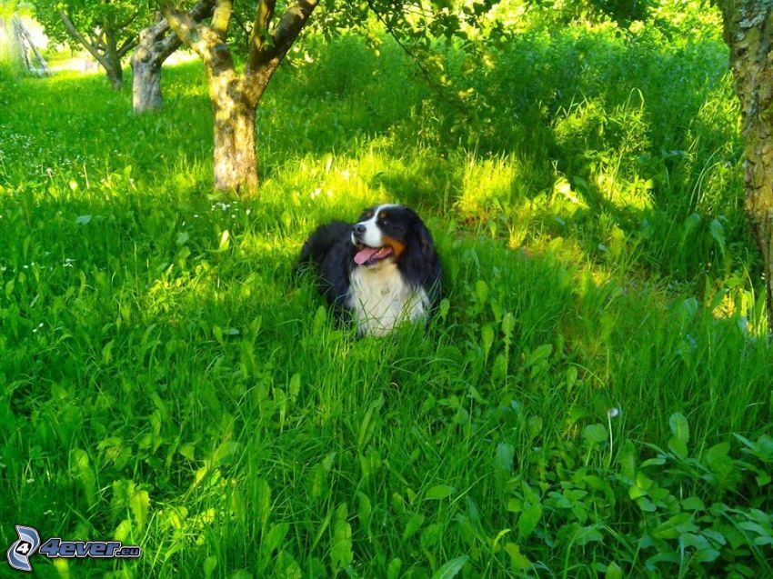 Bernese Mountain Dog, grass