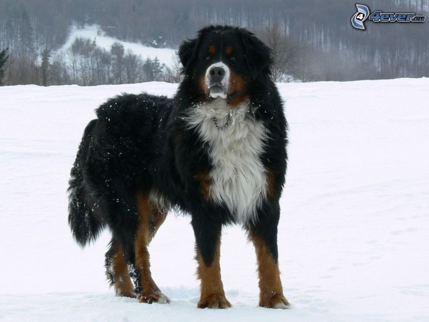 Bernese Mountain Dog, snow