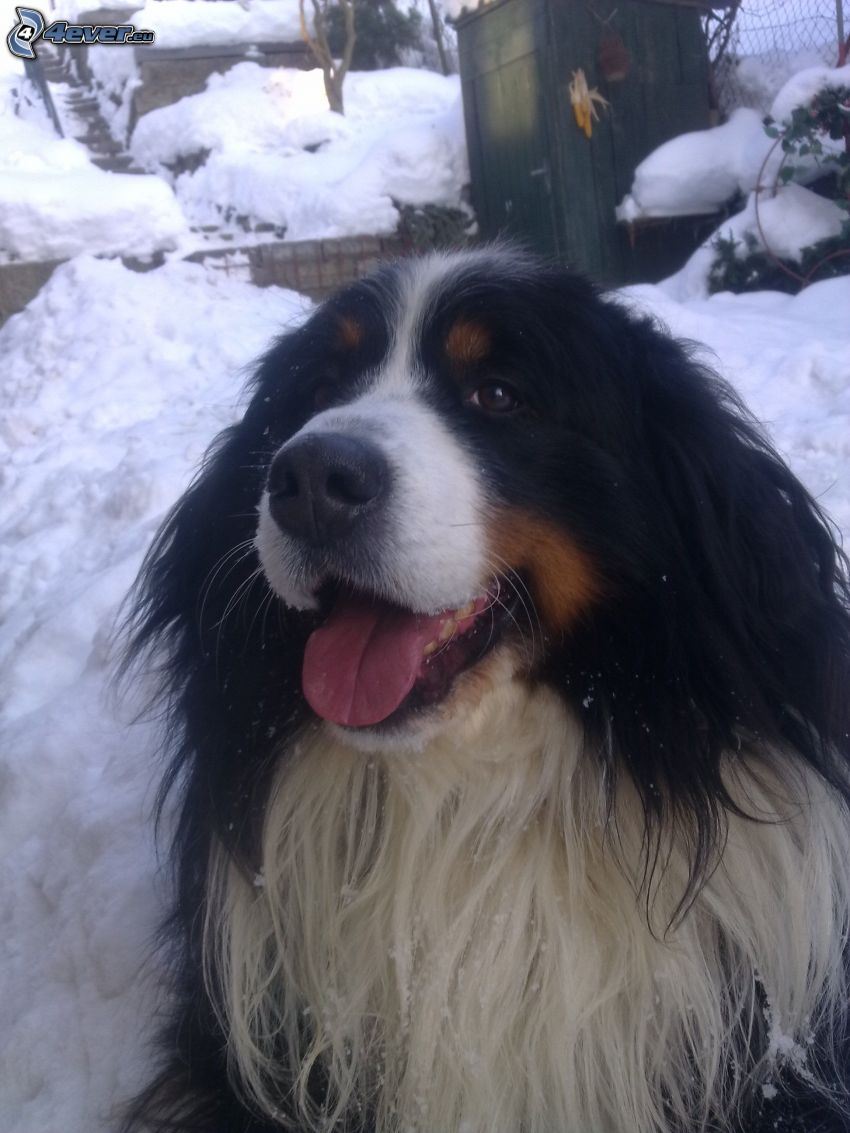 Bernese Mountain Dog, snow