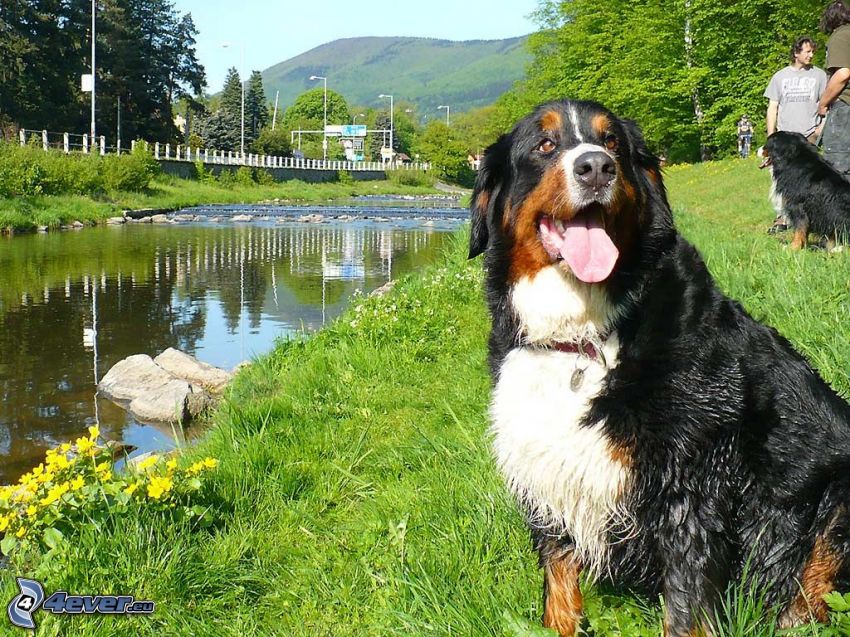Bernese Mountain Dog, stream