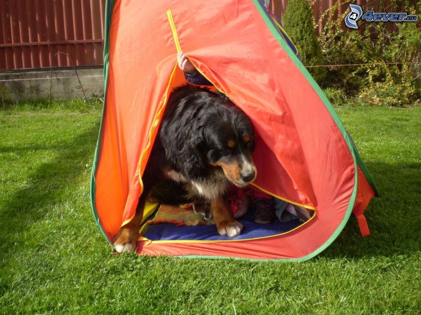 Bernese Mountain Dog, tent, grass, garden