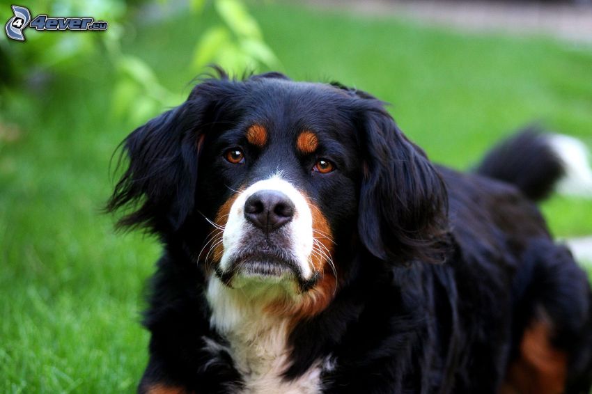 Bernese Mountain Dog