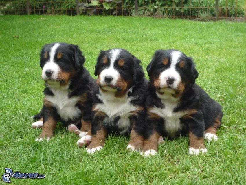 Bernese mountain dog puppies