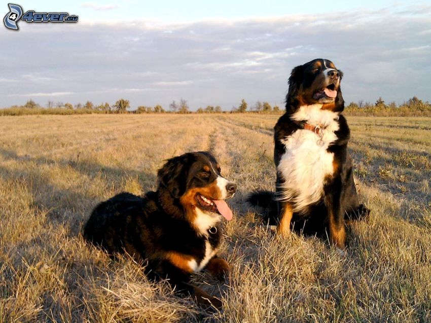 Bernese mountain dogs, field