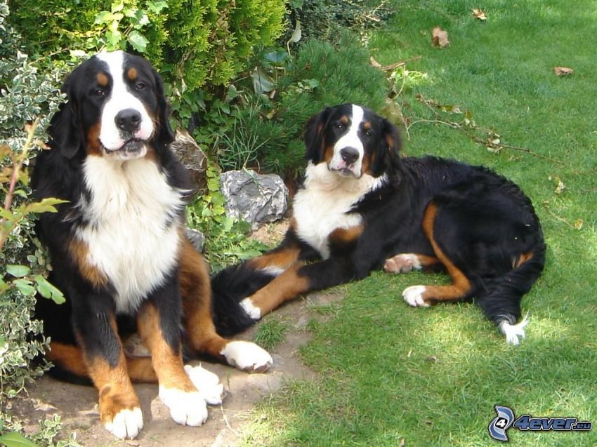 Bernese mountain dogs
