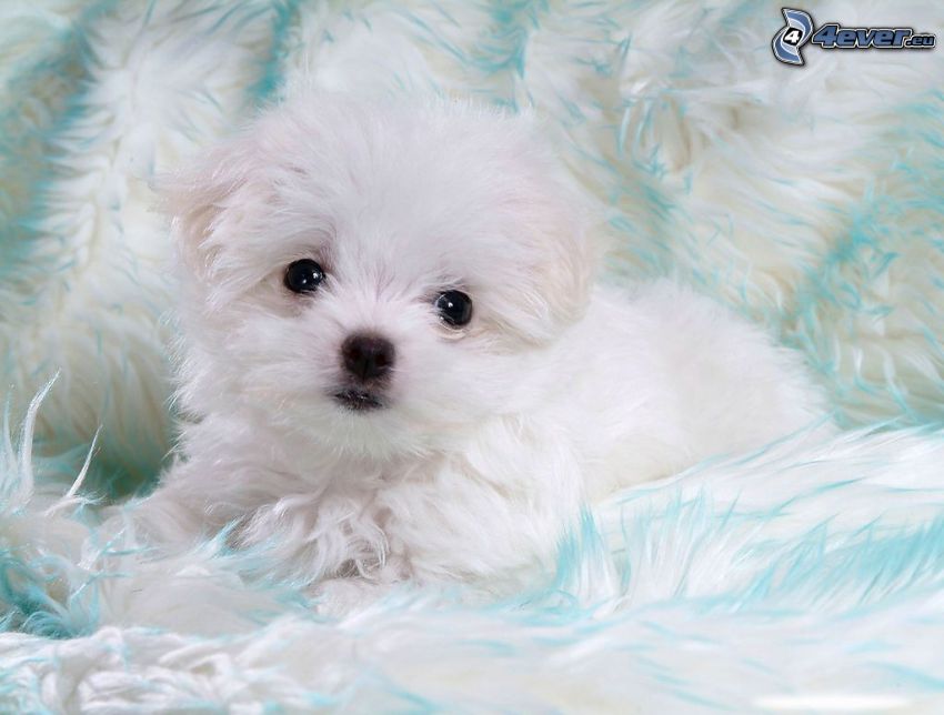 Bichon Frisé, white puppy