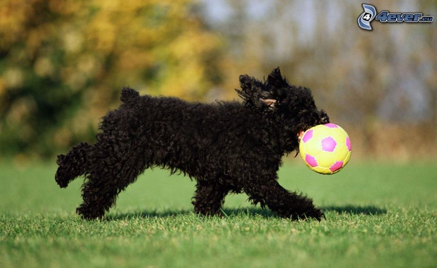 black dog, ball