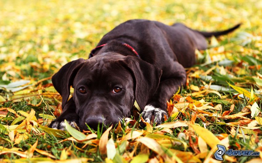 black Labrador, autumn leaves