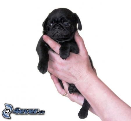 black puppy, hands