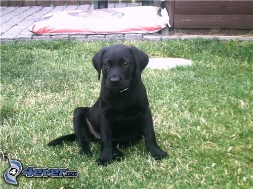 black puppy, Labrador puppy