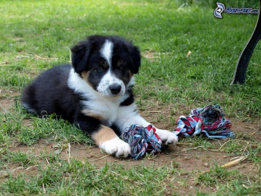 Border Collie, playful puppy