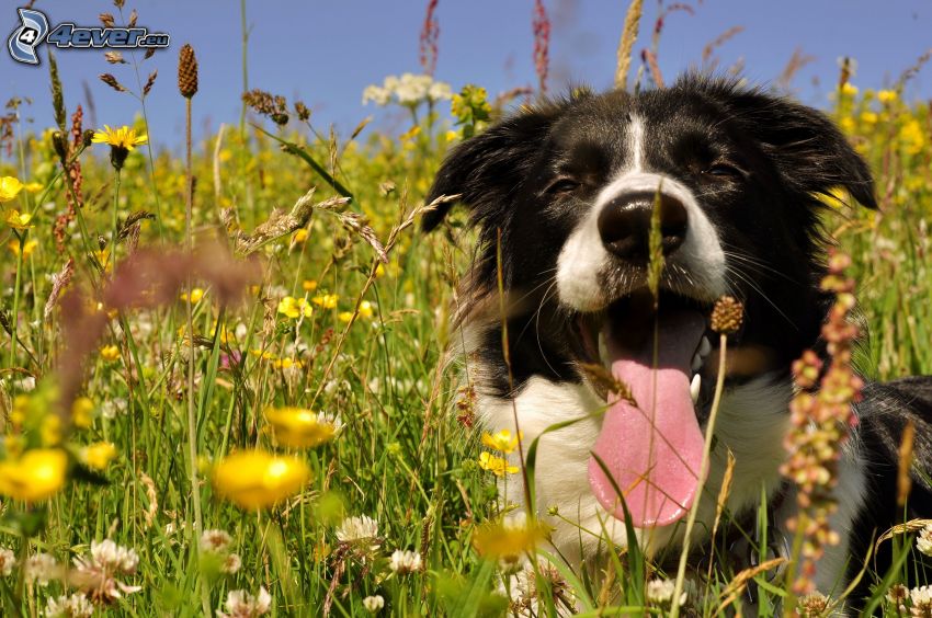 Border Collie, put out the tongue, summer meadow