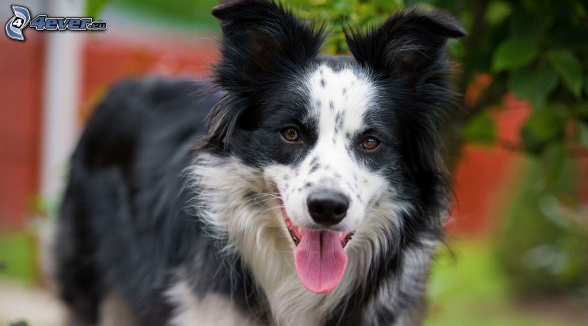 Border Collie, put out the tongue