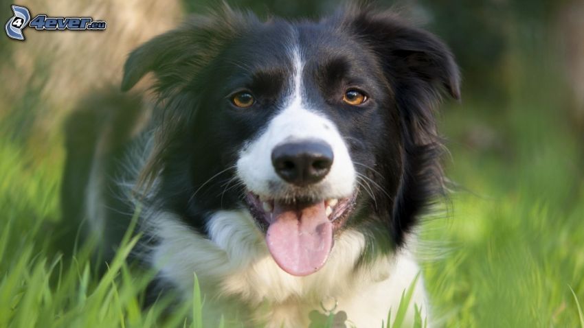 Border Collie, put out the tongue