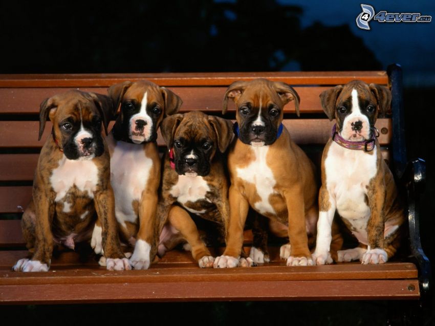 boxer puppies, bench