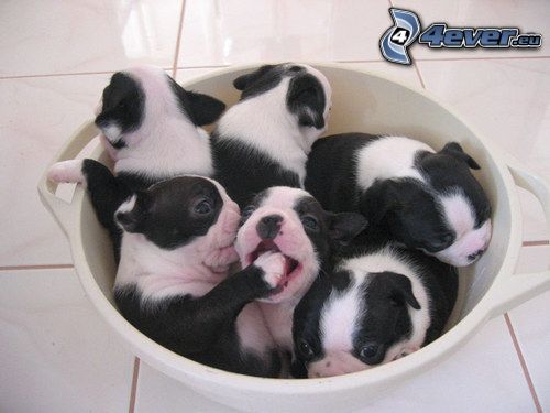 boxer puppies
