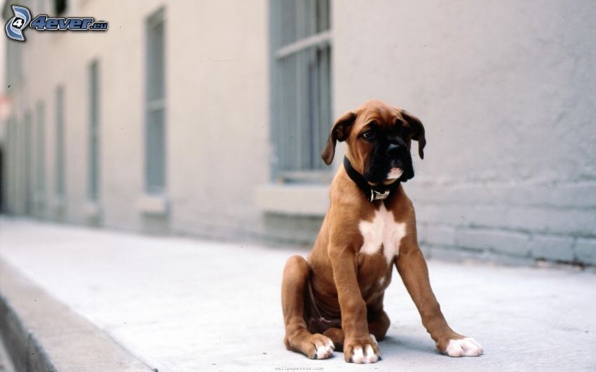 boxer puppy, sidewalk