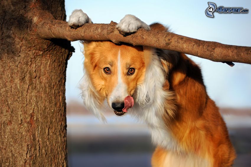 brown dog, branch