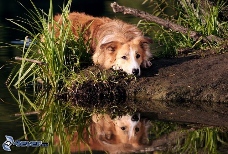 brown dog, water, reflection