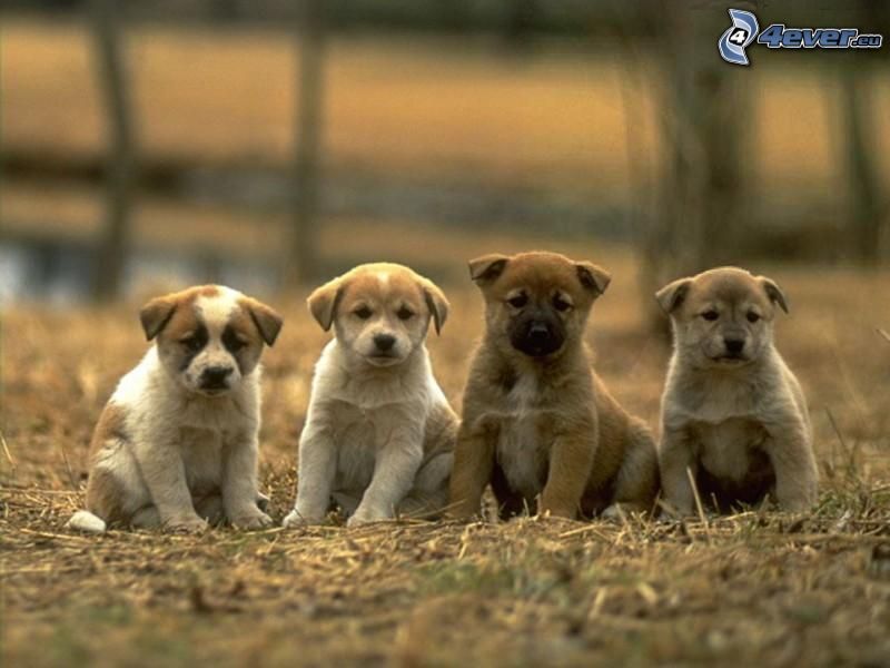 brown puppies