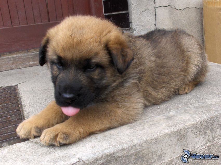 brown puppy, alsatian