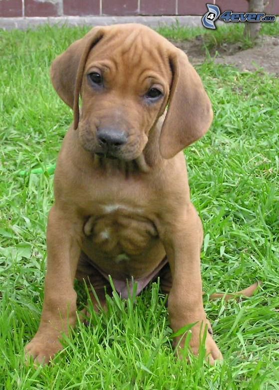 brown puppy, lawn