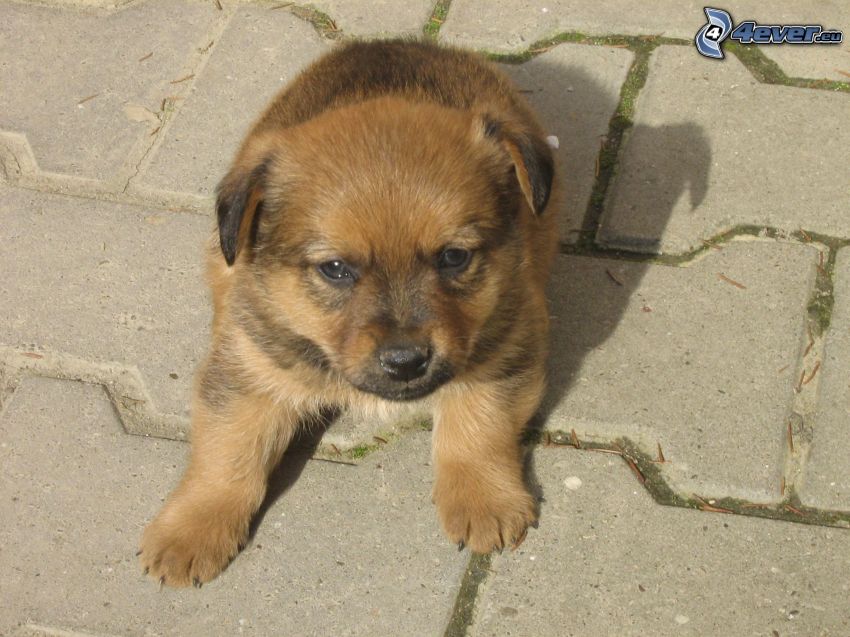 brown puppy, pavement