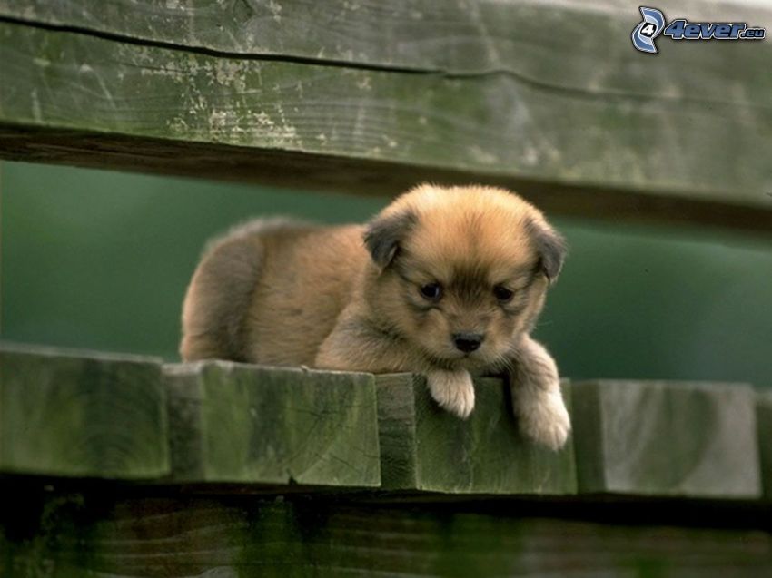 brown puppy, wooden pier