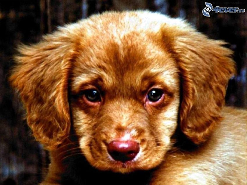brown puppy