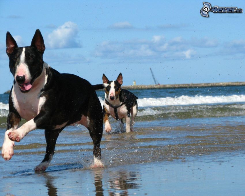 bull terrier, beach, sea, running