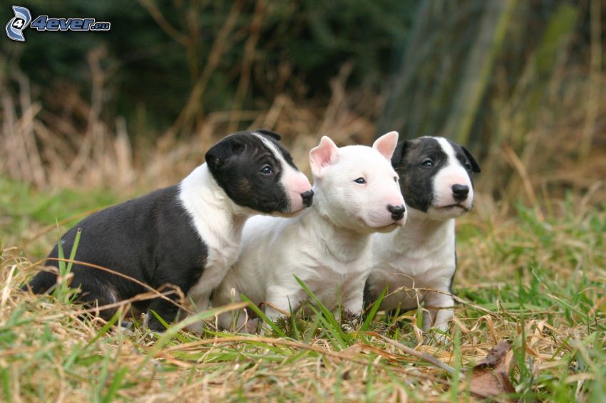 bull terrier, puppies