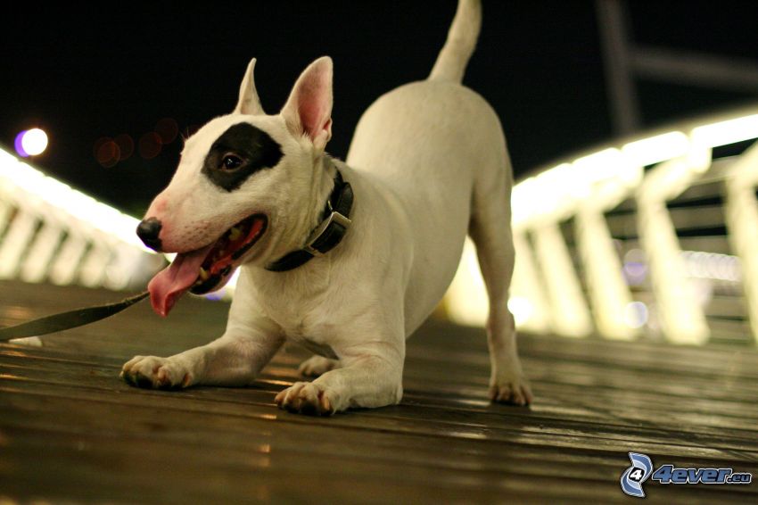 bull terrier, put out the tongue