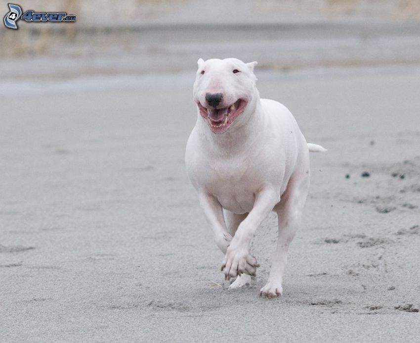 bull terrier, running, sand