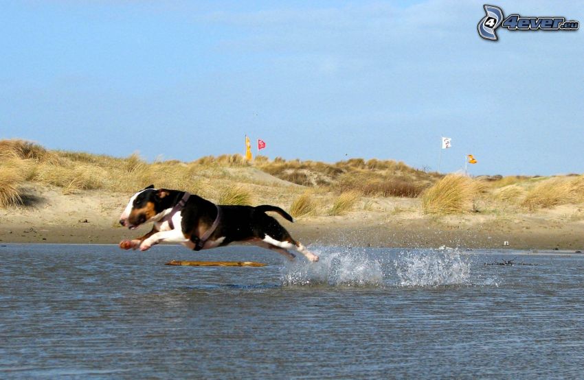 bull terrier, running, water, coast