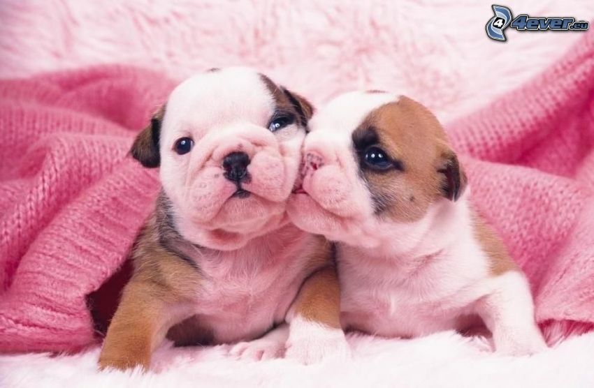 Bulldog puppies, blanket