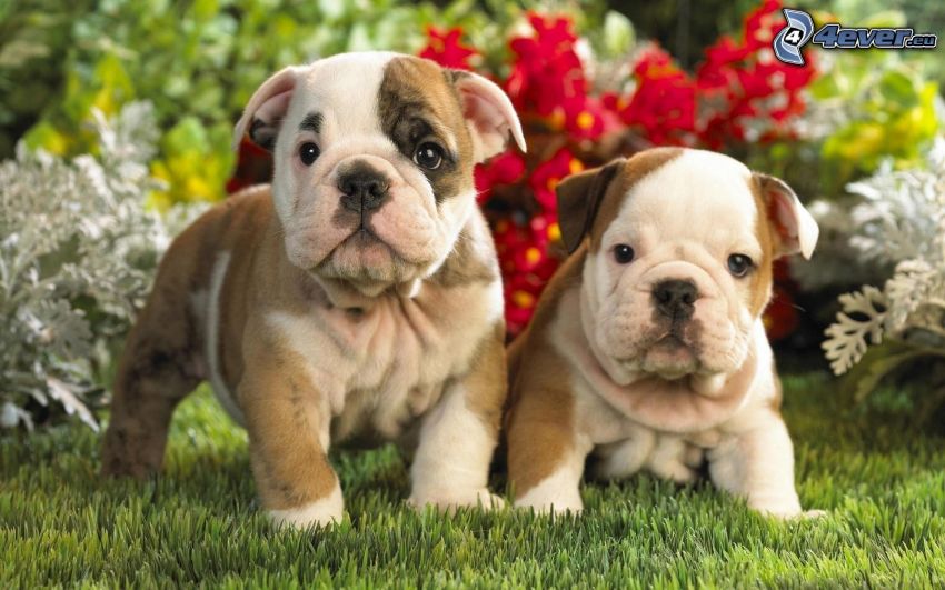 Bulldog puppies