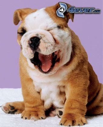 bulldog puppy, yawn