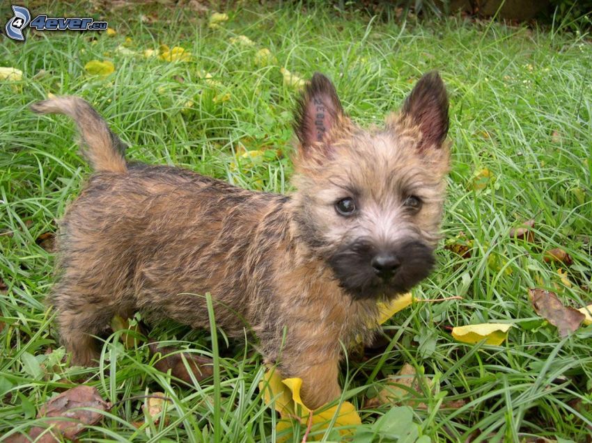 cairn Terrier, grass