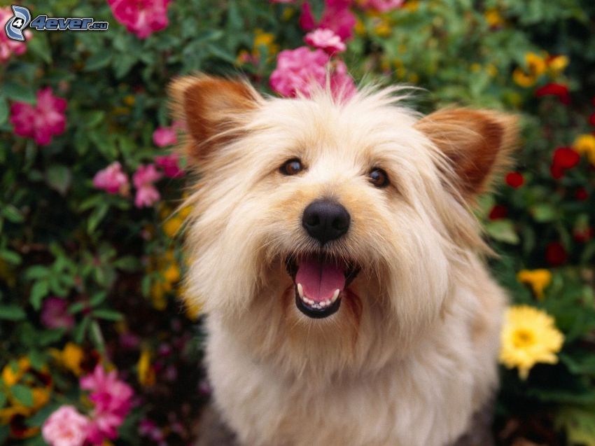 cairn Terrier, pink flowers, yellow flowers