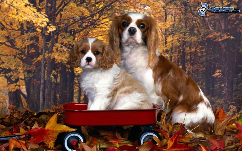 Cavalier King Charles Spaniel, cart, autumn leaves, wallpaper